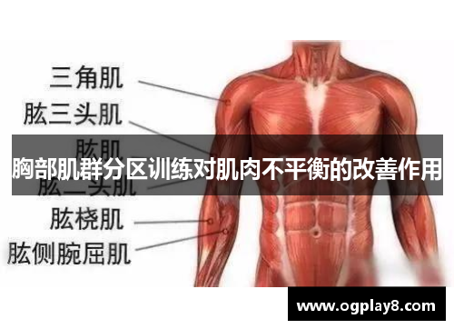 胸部肌群分区训练对肌肉不平衡的改善作用